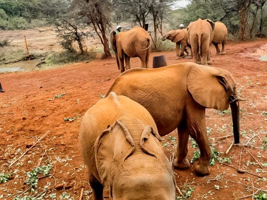 Jour 3 - Excursion au Parc National de Nairobi, Orphelinat des elephants et le centre des girafes